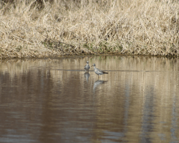 greater yellowlegs