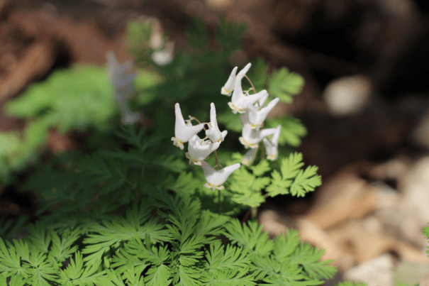 dutchman's breeches