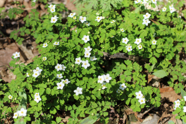 false rue anemone