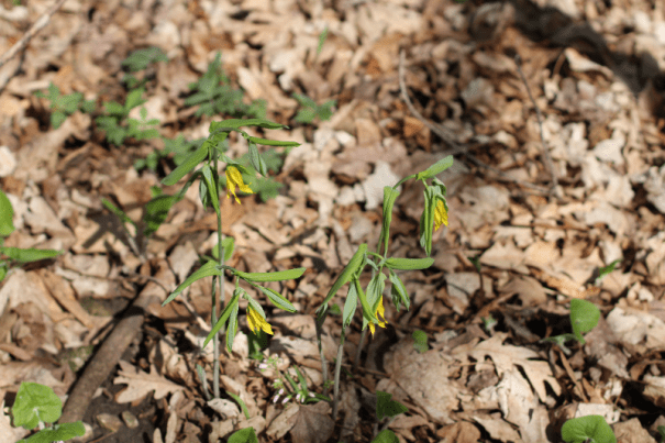 large-flowered bellwort