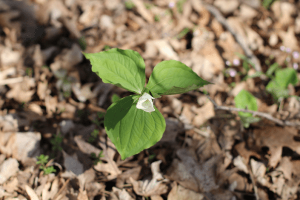large-flowered trillium