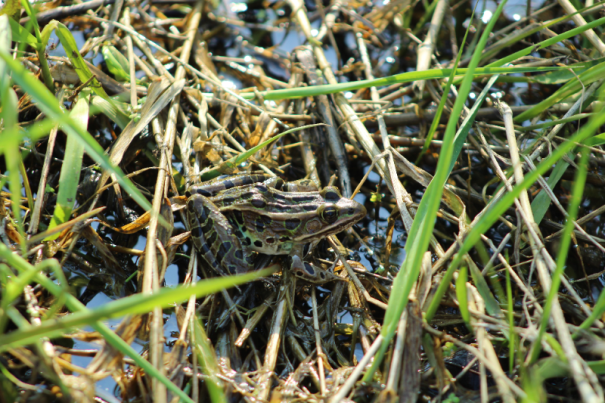 northern leopard frog