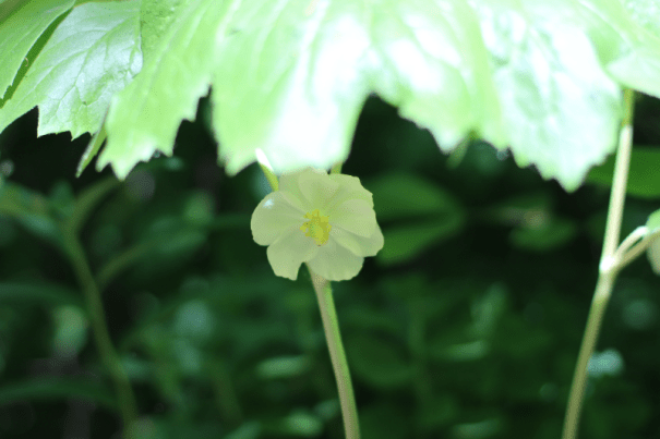 Mayapple flower