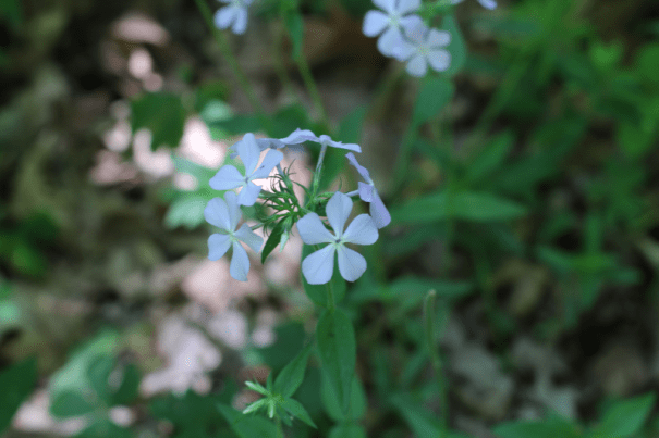Wild Blue Phlox