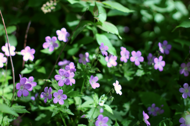 wild geranium
