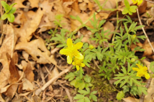 early buttercup-Edit