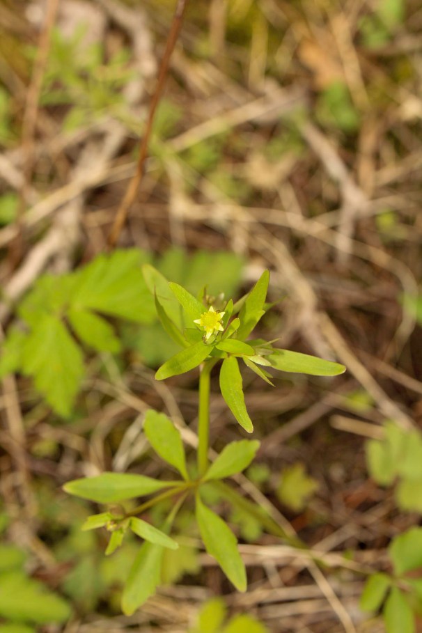 Kidney-leafed Buttercup-Edit